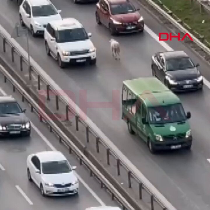 Ümraniye'de Ters Yönde İlerleyen Koyun Sürüsü Trafiği Karıştırdı