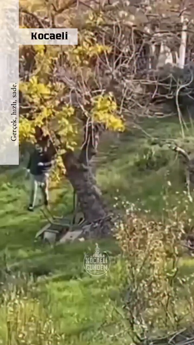 Karamürsel'de Bahçesine Giren Yavru Köpek Tabancayla Vuruldu