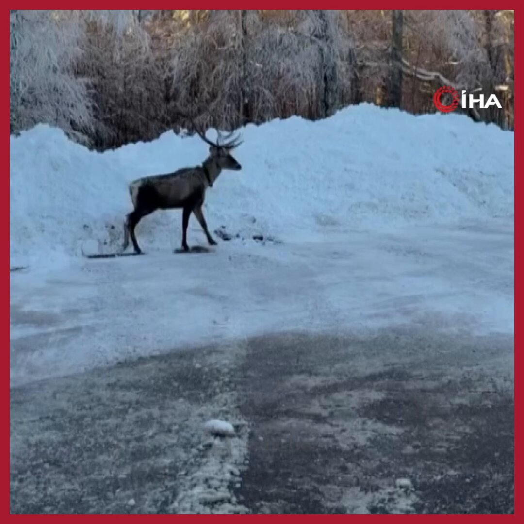 Kocaeli'nde Karlı Ormanda Nadir Görülen Kızıl Geyik Görüntülendi