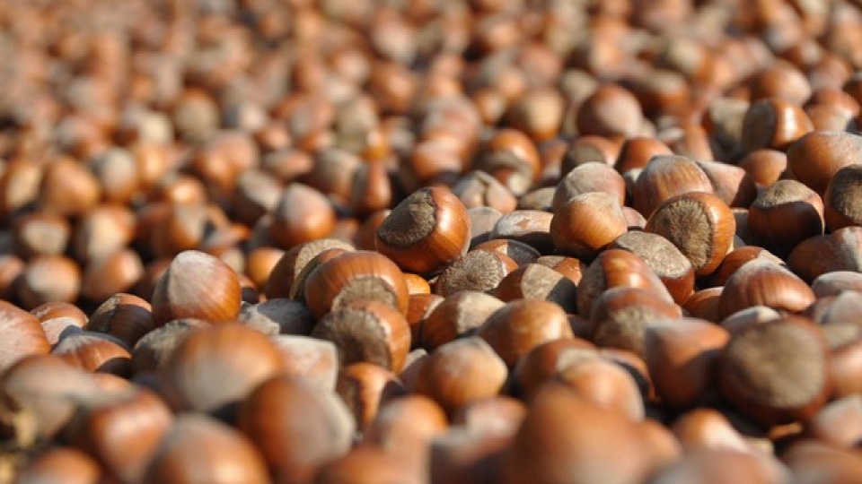 Fındık İhracatında Büyük Artış Bekleniyor: Hedef 2.25 Milyar Dolar