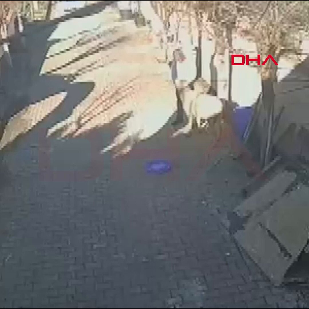 Silivri'de Evcil Koç Sahibine Saldırdı: Yaralı Adam Hastanelik Oldu