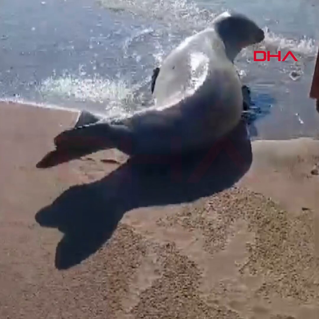 Nesli Tehlike Altındaki Akdeniz Foku Antalya'da Görüntülendi