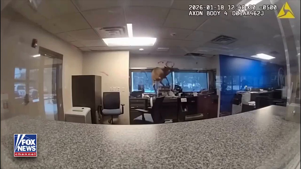 ABD'de Banka Alarmına Giden Polis, İçeride Geyikle Karşılaştı