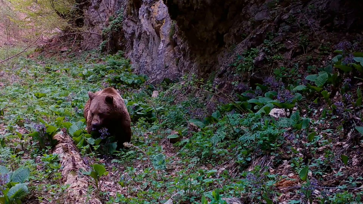 Bozayının Doğal Yaşamındaki Beslenme Alışkanlıkları Fotokapan Görüntüleriyle Belgelendi