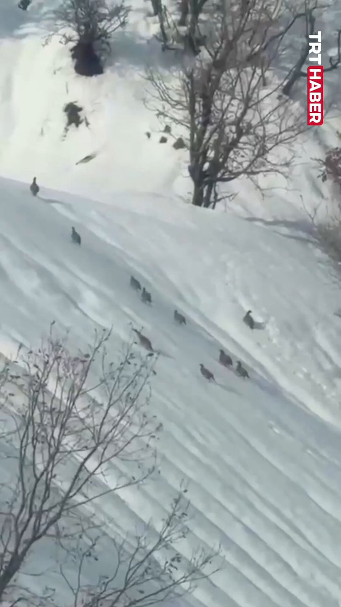 Keklikler Karlı Dağlarda Doğal Yaşam Mücadelesi Veriyor