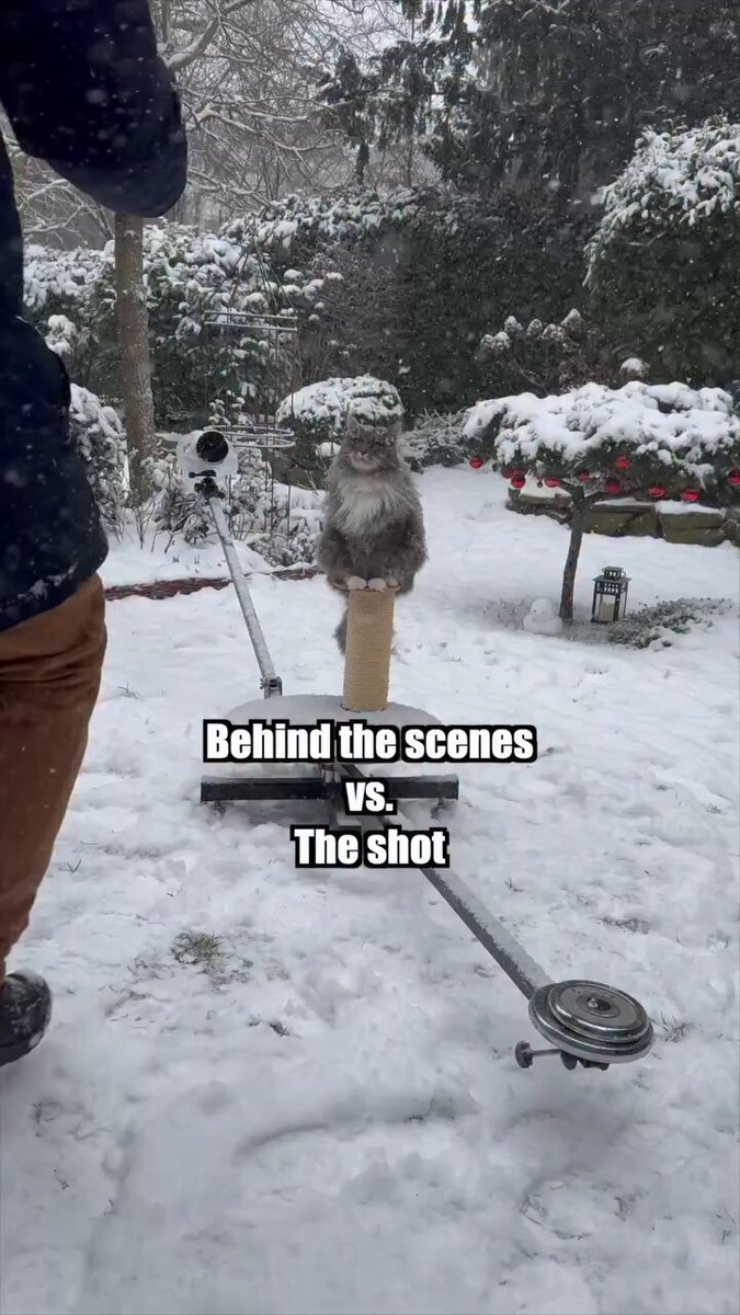 Kedi Fotoğrafçısı Nils Jacobi'nin Karlı Manzarada Çektiği Muhteşem Lissy Fotoğrafı