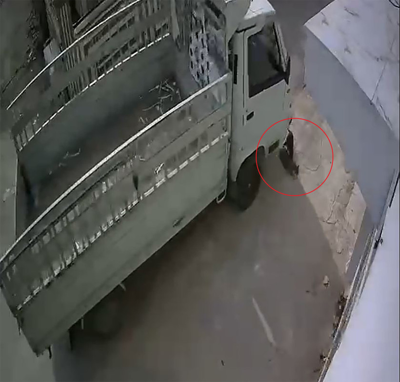 Adana'da Kamyonetle 2 Kediyi Ezen Sürücüye Hayvan Barınağında Çalışma Cezası