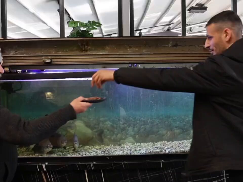 Diyarbakır'da İşletme Sahibi Piranaları 12 Yıldır Kelle Paça ile Besliyor