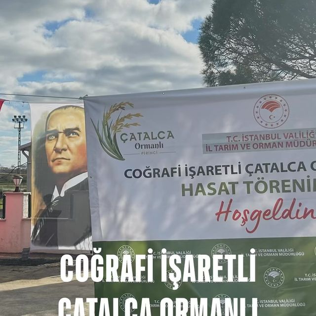 Çatalca’da Ormanlı Pirinci Hasat Töreni Gerçekleşti