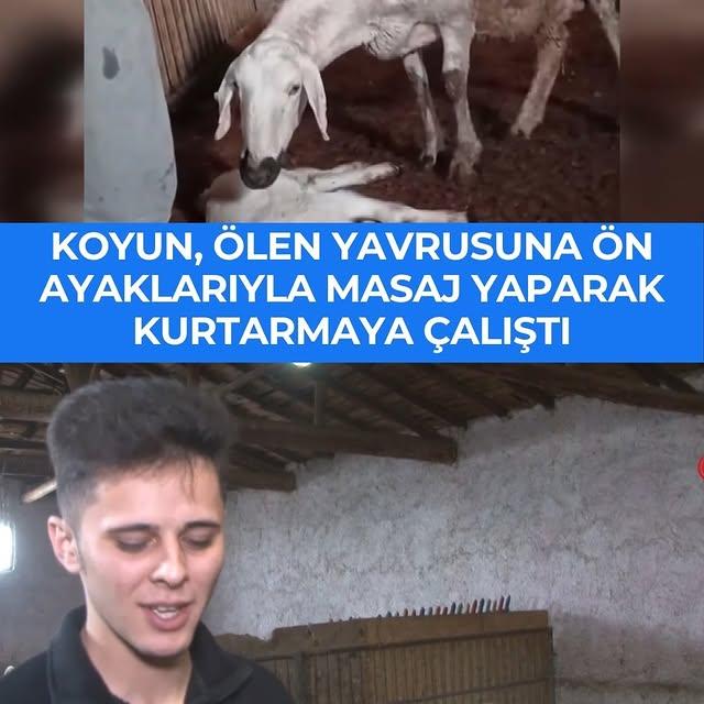 Kayseri'de Kuzu Süt Boğulması Sonucu Hayatını Kaybetti, Anne Koyun Çaresizce Yardım Etmeye Çalıştı