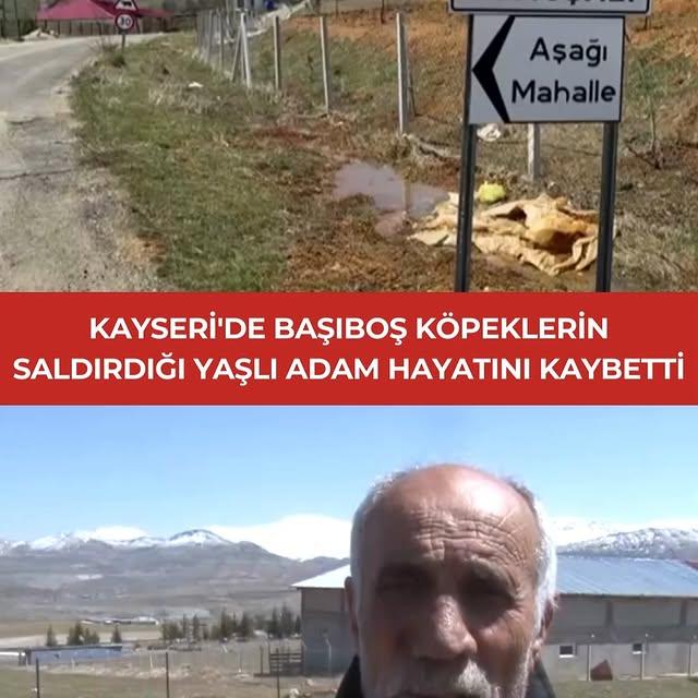 Kayseri'de Başıboş Köpek Saldırısında 72 Yaşındaki Adam Hayatını Kaybetti
