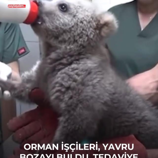 Karabük'te Bulunan Yavru Bozayı Rehabilitasyon Merkezine Yerleştirildi