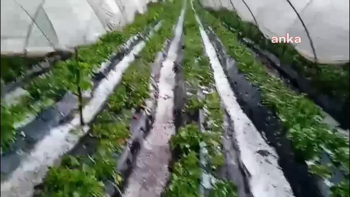 Aydın'da Dolu Felaketi: Çiftçiler Bir Yıllık Emeğini Kaybetti