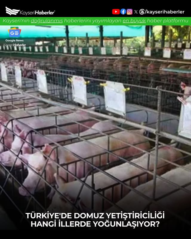 Türkiye'de Domuz Yetiştiriciliği ve Tüketimi Arttı