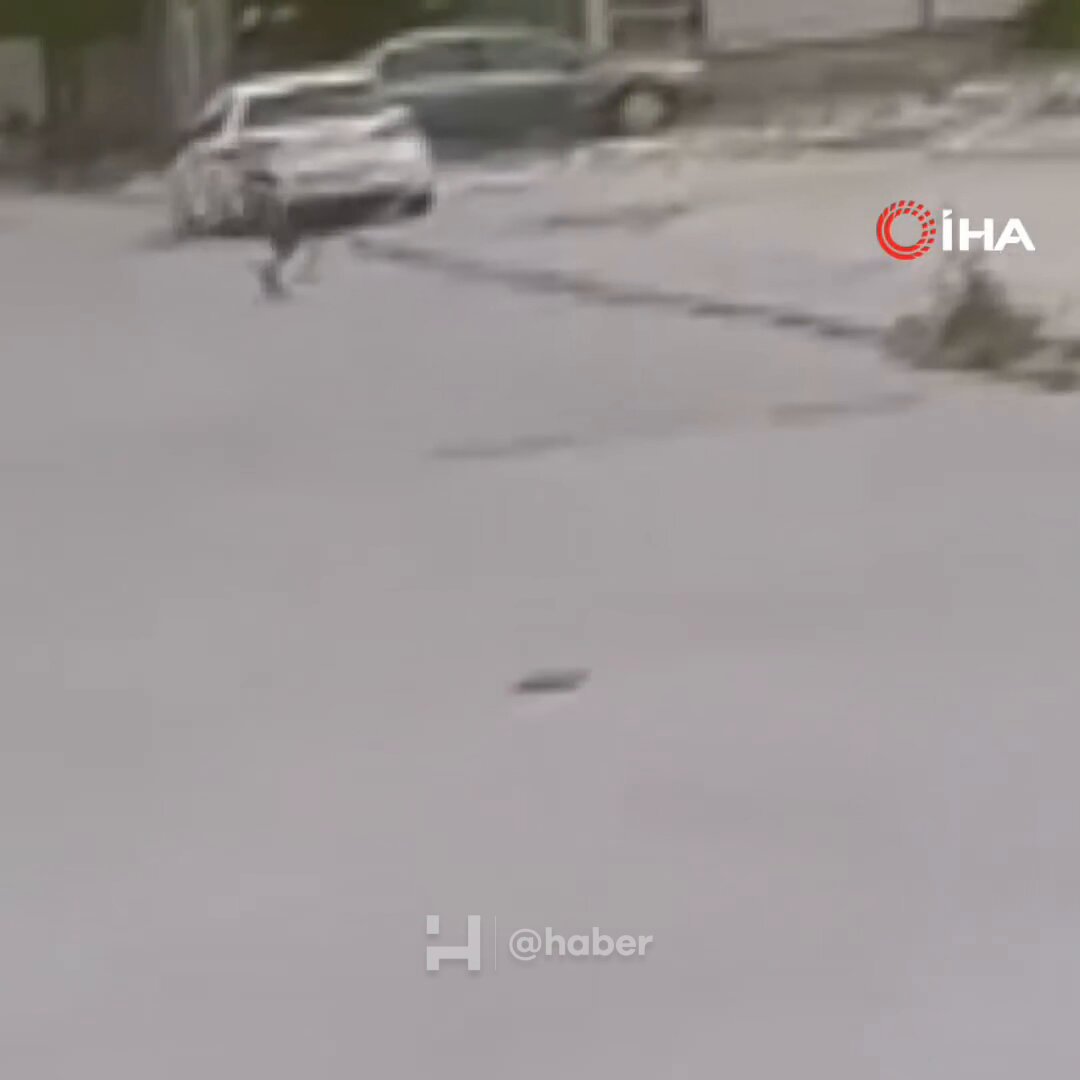Adana'da Sahipsiz Köpek Saldırısı: Çocuk Esnafın Yardımıyla Kurtarıldı