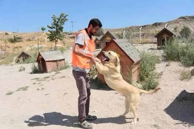 Talas Belediyesi, Pati Evi'nde 9 Can Dostuna Umut Oldu