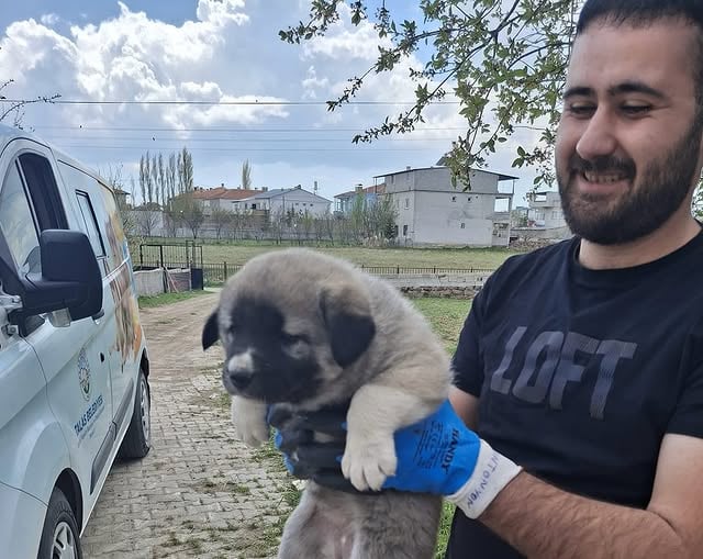 Talas Belediyesi, Pati Evinde 10 Can Dostuna Yeni Yuva Sağladı