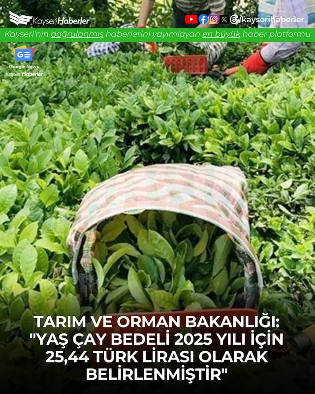 2025 Yaş Çay Fiyatı Açıklandı: Kilogramı 25,44 TL Oldu