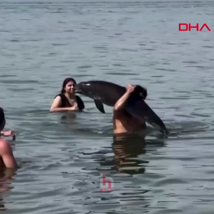 Bursa Mudanya'da Ölü Yunus Bulundu