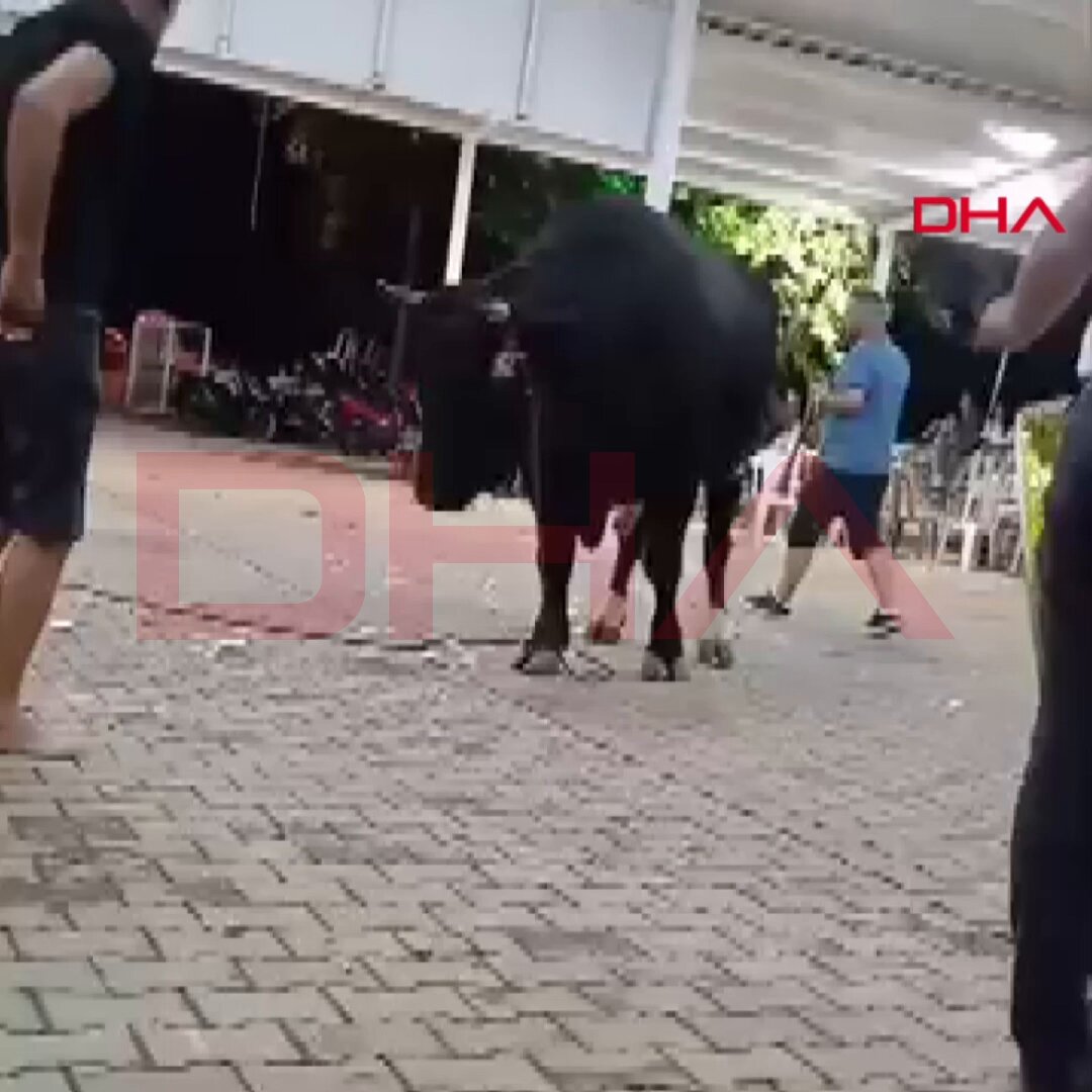Muğla'da Boğa Vatandaşı Havaya Fırlattı