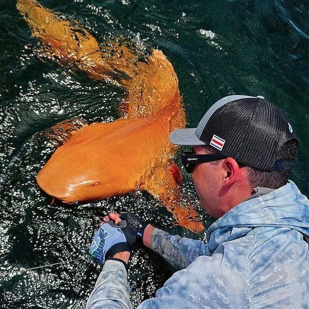 Kosta Rika'da Nadir Turuncu Köpekbalığı Yakalandı