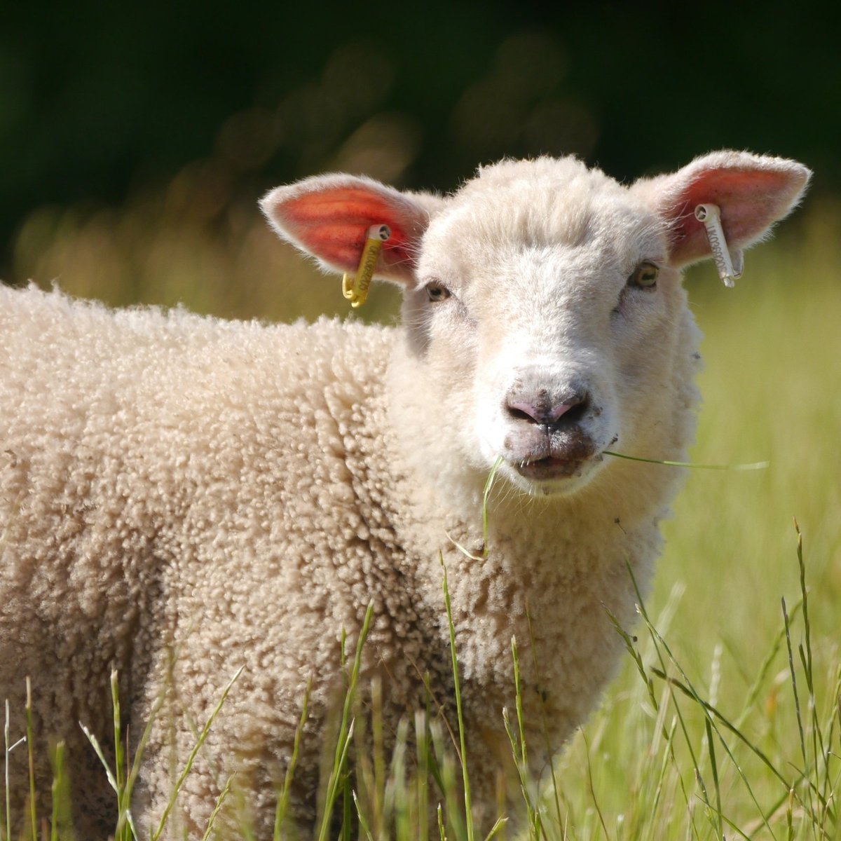Van'da Sürü Liderini Takip Eden 333 Koyun Uçurumdan Atladı: 334 Koyun Telef Oldu