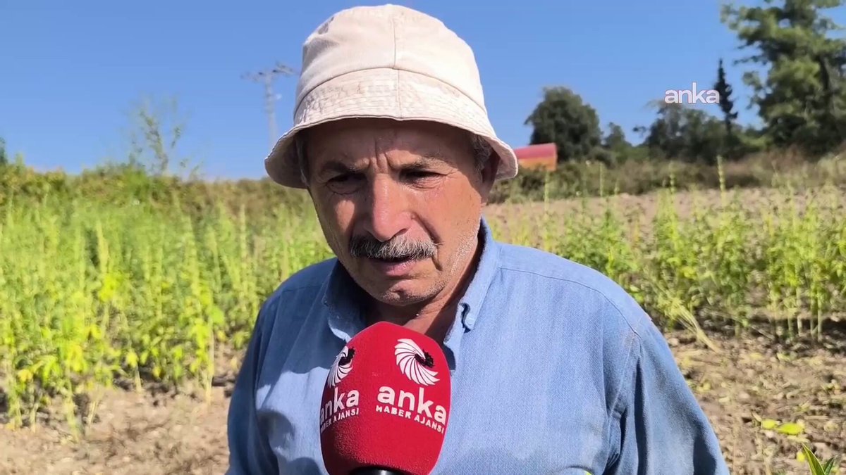 Osmaniye'de Susam Üreticileri Artan Maliyetlere Karşı Tepkili