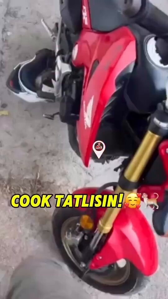 İzmir'de Motosiklet Sürücüsüne Kedi Sürprizi: İşine Arabayla Gitmek Zorunda Kaldı