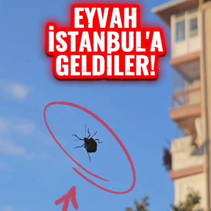 İstanbul'da Kahverengi Kokarca Böcekleri Görülmeye Başlandı