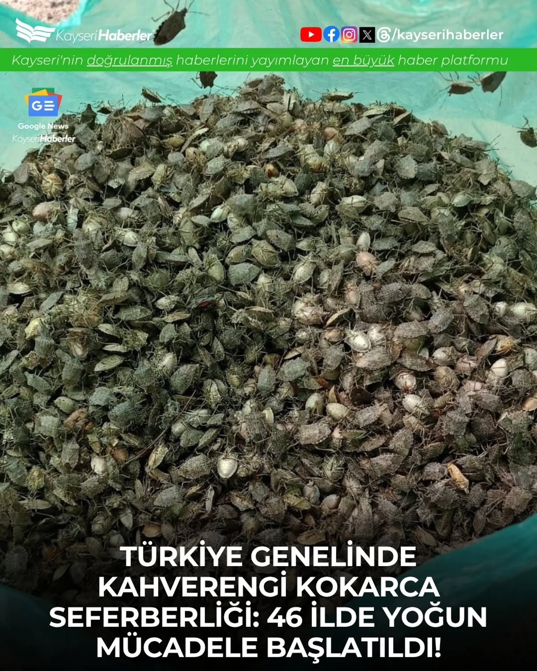 Kahverengi Kokarcaya Karşı Türkiye Genelinde Biyolojik Mücadele: 1 Milyondan Fazla Samuray Arısı Doğaya Salındı