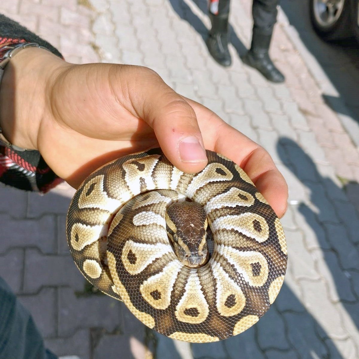 Konya'da Polis Kontrolünde Şüphelinin Cebinden Yavru Piton Yılanı Çıktı