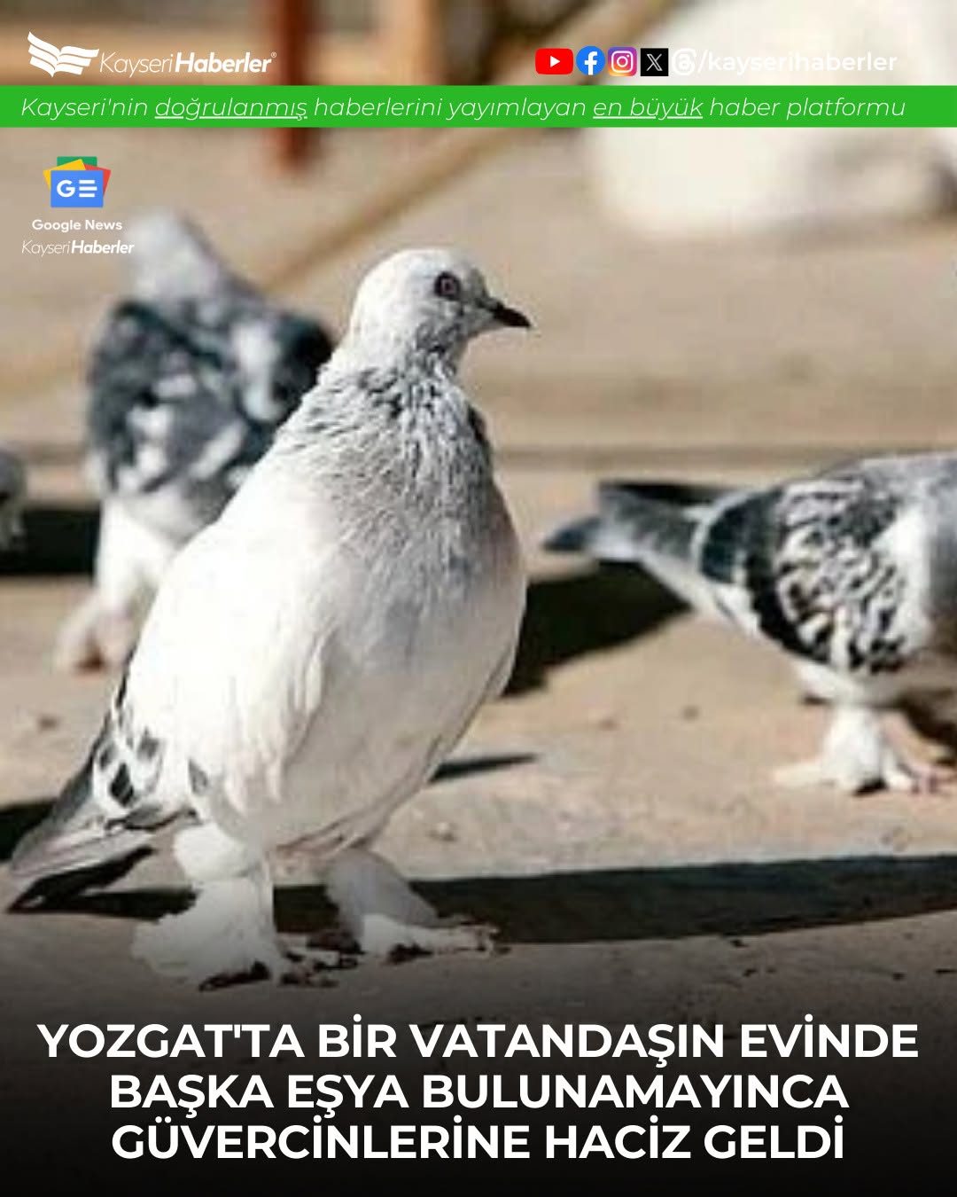 Ekonomik Krizde Sembol Haciz: Borç Yükü Altında Güvercinlere El Konuldu