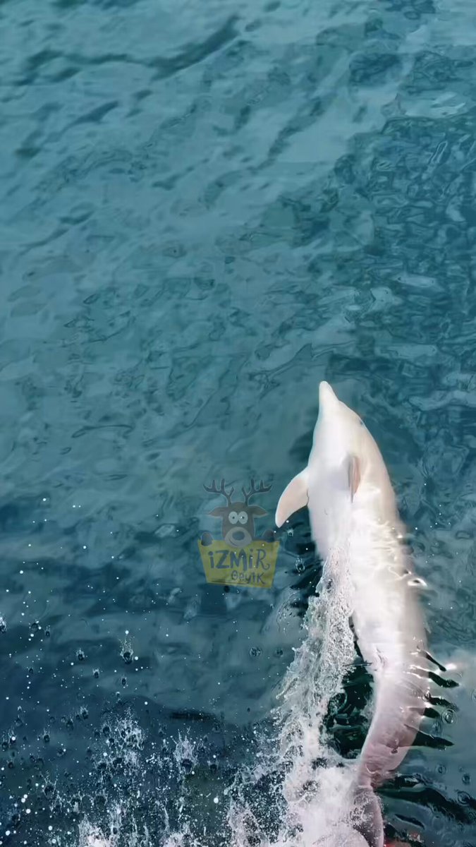 İzmir Körfezi'nde Tekneyle Yol Alan Yunus Balığı Dansıyla Büyüledi