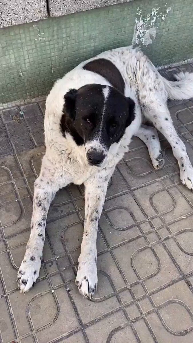 Ankara'da Köpek İhbarı Sonrası Yaşanan Üzücü Olay: Belediye Çalışanlarının İşine Son Verildi