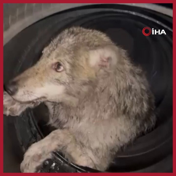 Bingöl'de Aç Kurt, Lastikçi Dükkanına Sığındı