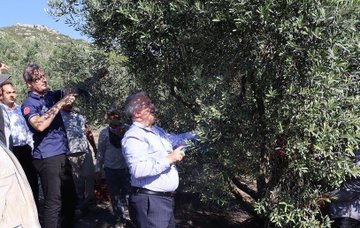 Zeytin Hasadı Başladı