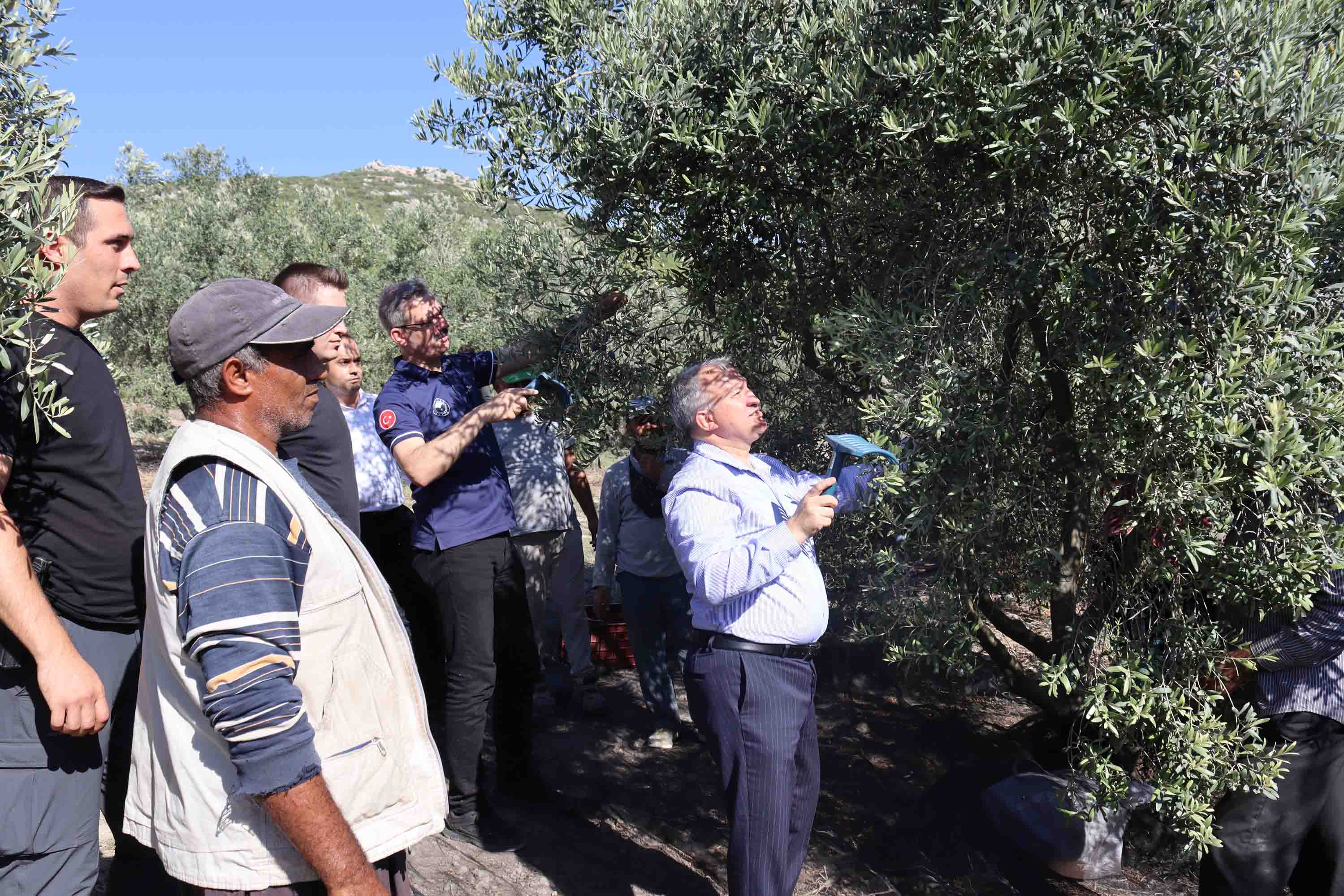 Kaymakam Ramazan Kurtyemez, Zeytin Hasadı Yapan Vatandaşları Ziyaret Etti