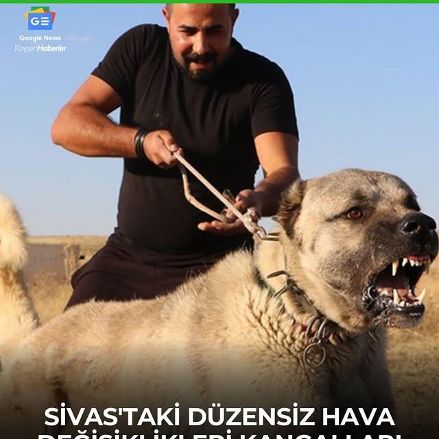 Sivas'ta Hava Değişiklikleri Kangal Köpeklerini Etkiledi