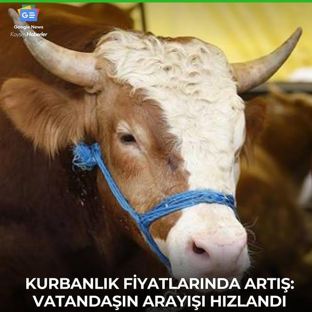 Kayseri'de Kurbanlık Fiyatları Güncellendi: Büyükbaş ve Küçükbaşta Artış Dikkat Çekiyor