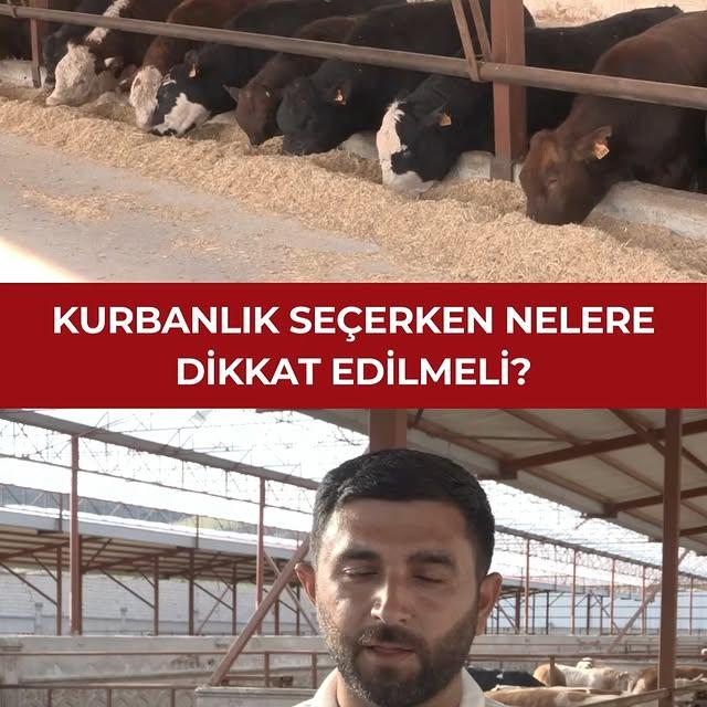 Kurbanlık Alımında Dikkat Edilmesi Gerekenler: Uzmanlardan Uyarılar