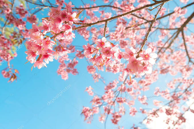 Sakura Çiçekleri İstanbul'da Açarak Baharı Müjdeledi