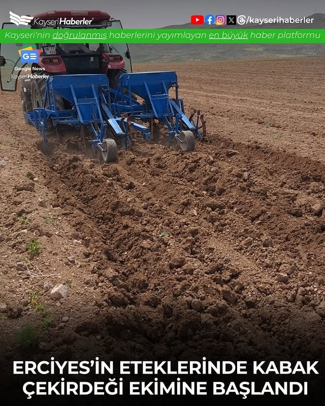 Kayseri'de Çerezlik Kabak Çekirdeği Ekim Sezonu Başladı: Erciyes Çevresi Umutla 2025'e Hazırlanıyor