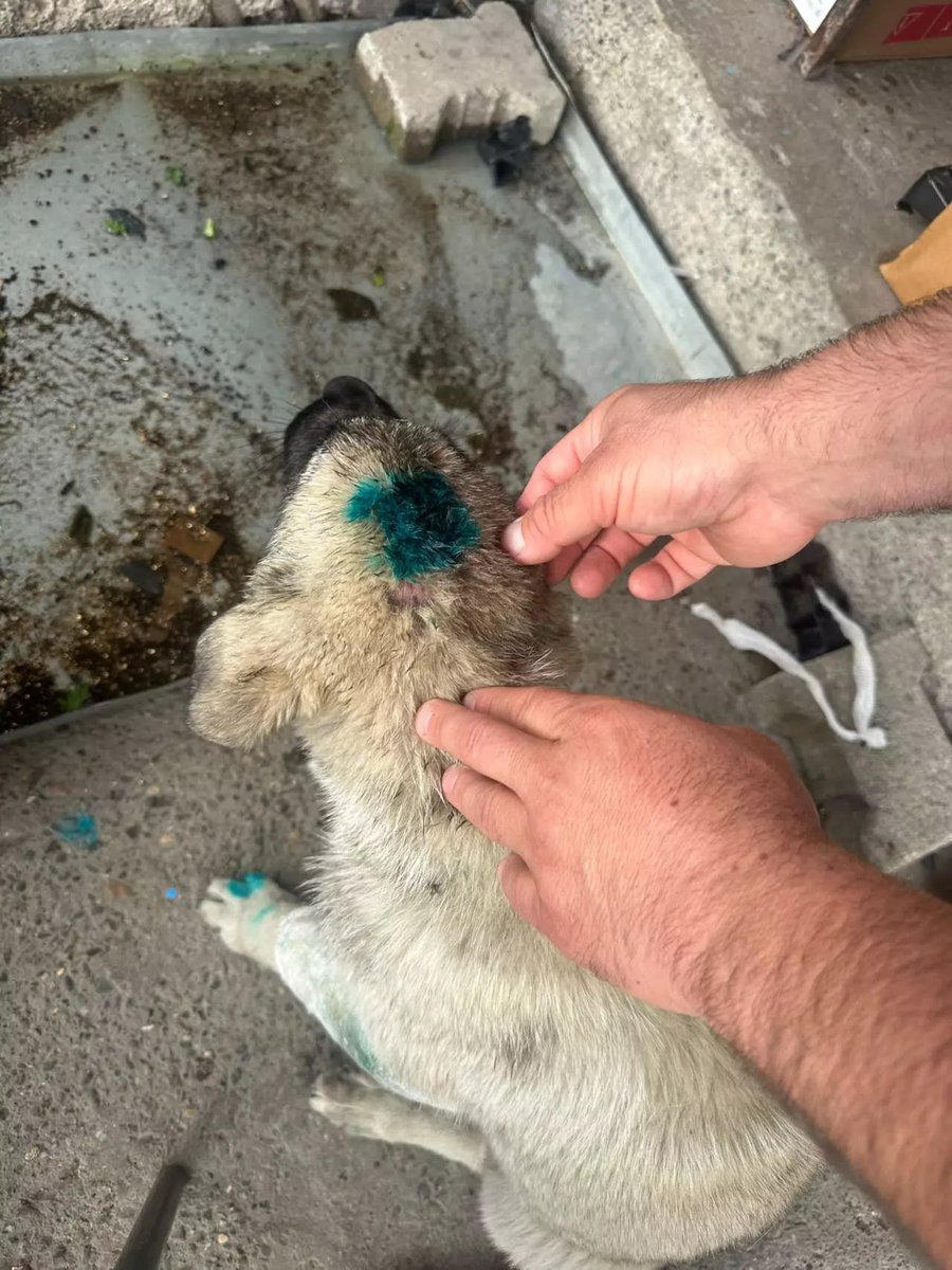 Zonguldak'ta Alkollü Şahıs Yavru Köpeğe Saldırdı