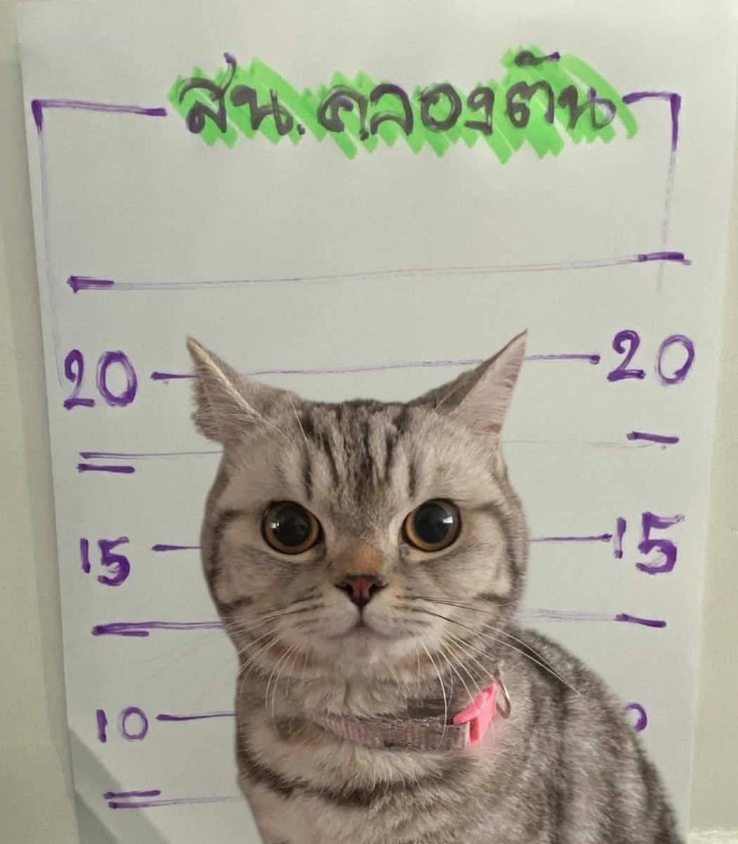 Tayland'da Kaybolan Kedi Polise Saldırdı, Tutuklandı