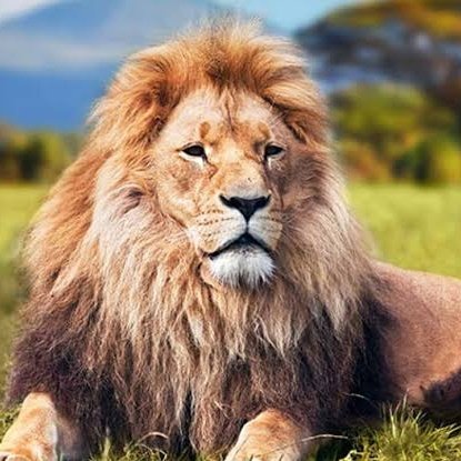 Namibya'da Safari Sırasında İş İnsanı Bernd Kebbel Aslan Saldırısında Hayatını Kaybetti