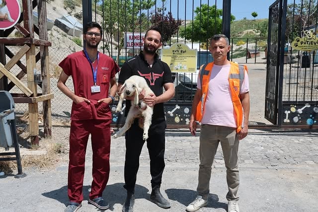 Talas Belediyesi Kayıp Koyun ve Kuzuları Sahiplerine Kavuşturdu