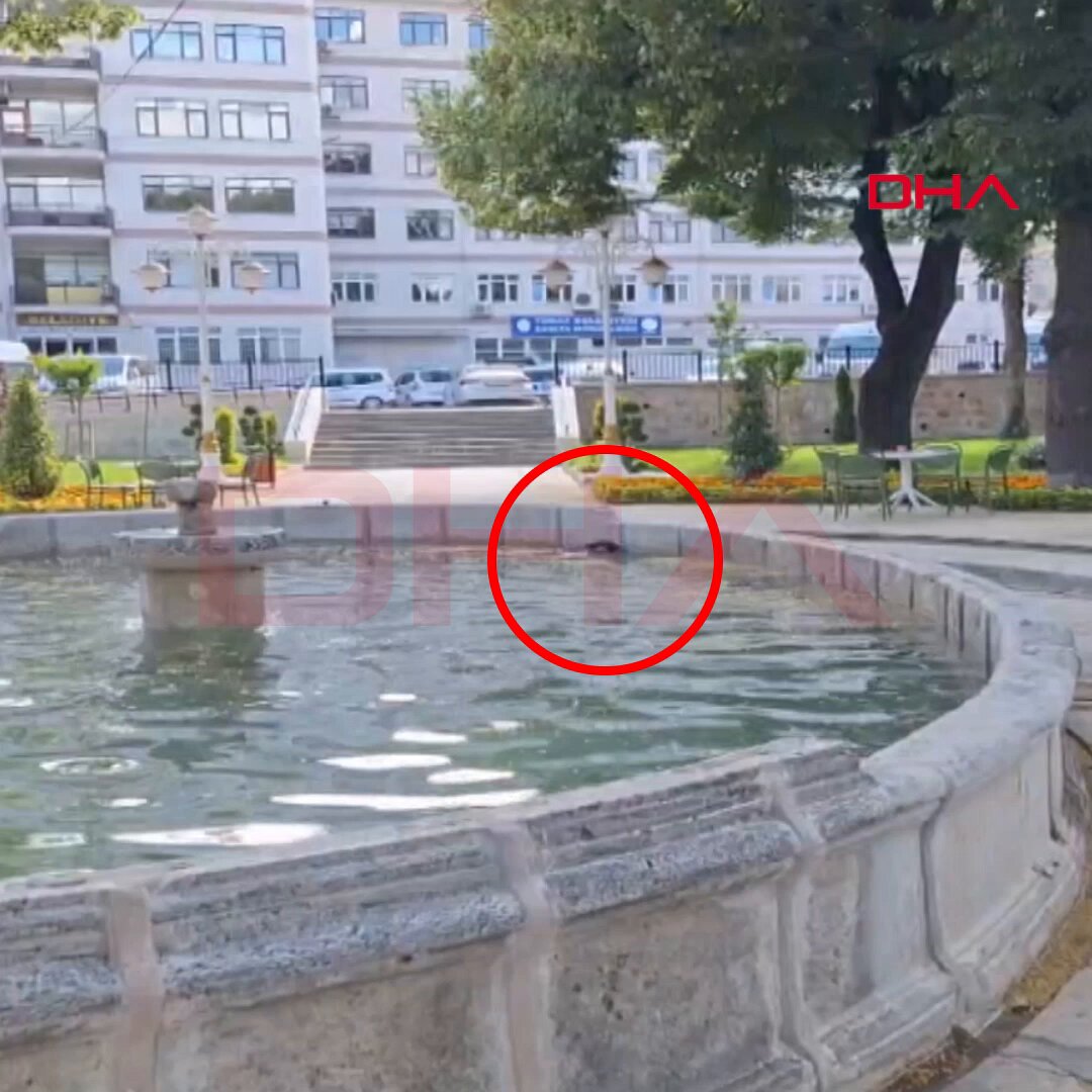 Tokat'ta Süs Havuzuna Düşen Kargaya Yardım Eden Vatandaş Saldırıya Uğradı