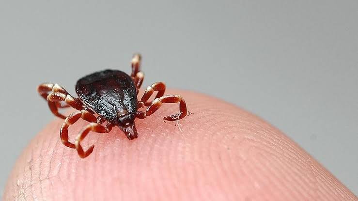Bolu'da Kene Isırması Sonrası 77 Yaşındaki Vatandaş Hayatını Kaybetti