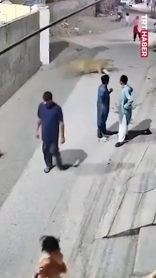 Pakistan'da Evde Beslenen Aslan Saldırıya Karıştı: 3 Yaralı