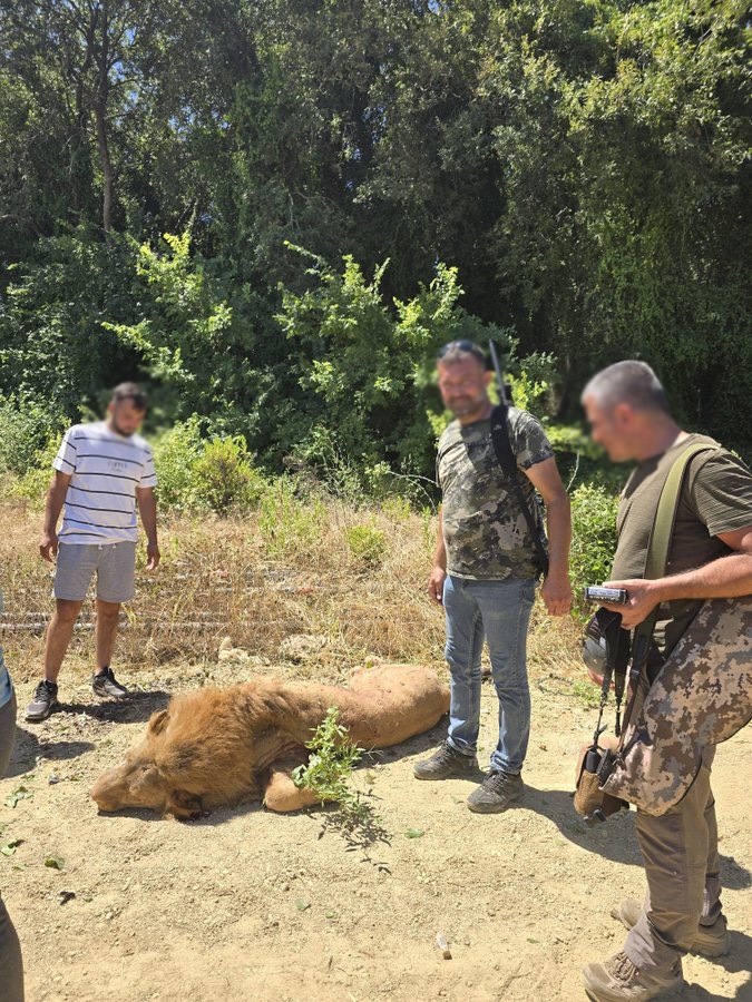 Manavgat'ta Kaçan Aslan Etkisiz Hale Getirildi, Vatandaşlar Hatıra Fotoğrafı Çekti